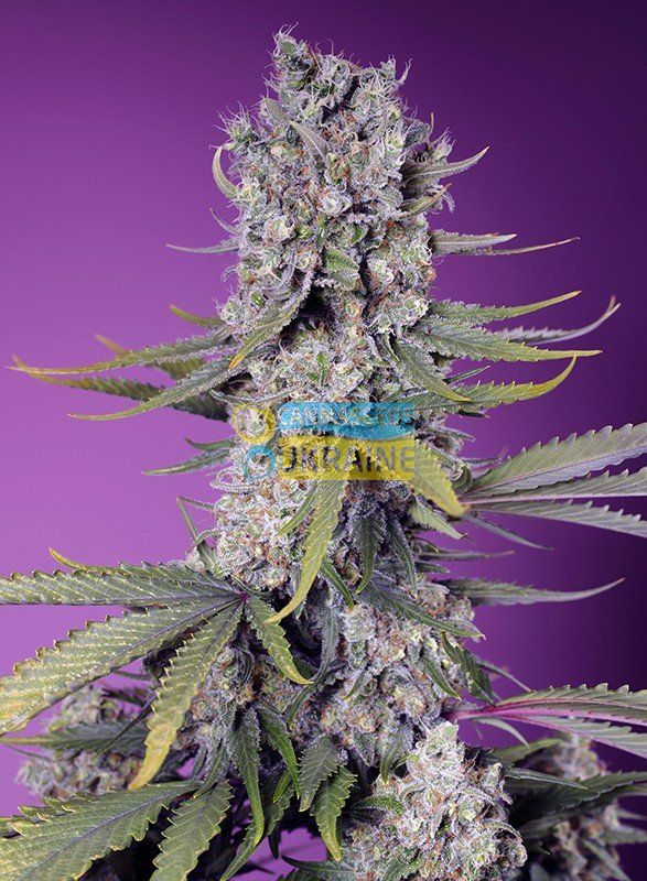 Семена Fast Version F1 Papaya Zoap SWS112 feminized Sweet Seeds 4