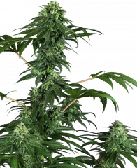 420 Punch Feminized Seeds, Sensi Seeds research