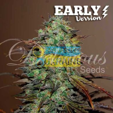 Early Version Eleven Roses feminized, Delicious Seeds
