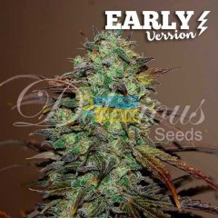 Early Version Eleven Roses feminized, Delicious Seeds
