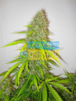 Critical Jack Herer feminized, Delicious Seeds