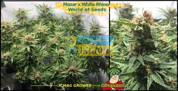 Mazar x White Rhino feminized, World of Seeds