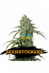 семена конопли сорт Auto CBD 1:1 Silver Lime Haze feminized, Seedstockers