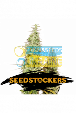семена конопли сорт Auto Santa Marta Haze feminized, Seedstockers