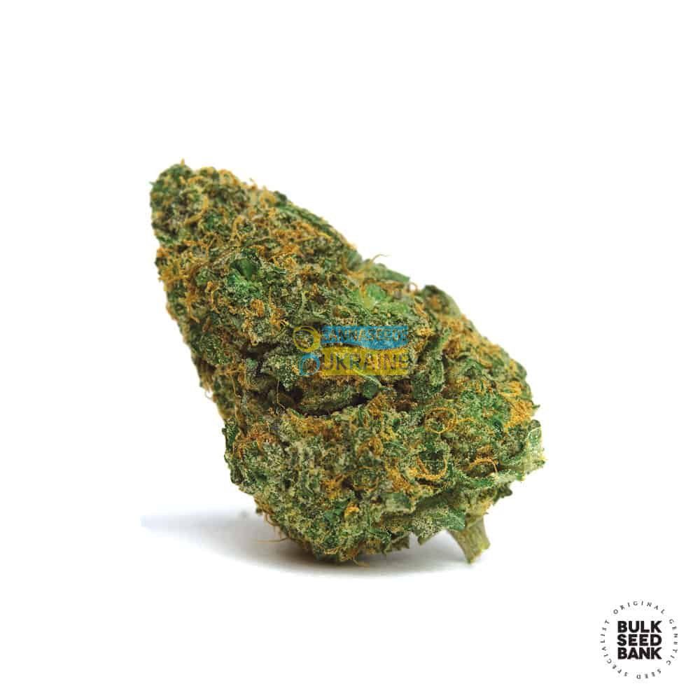 Купить семена конопли Auto Amnesia Platinum feminized 5 авто фем