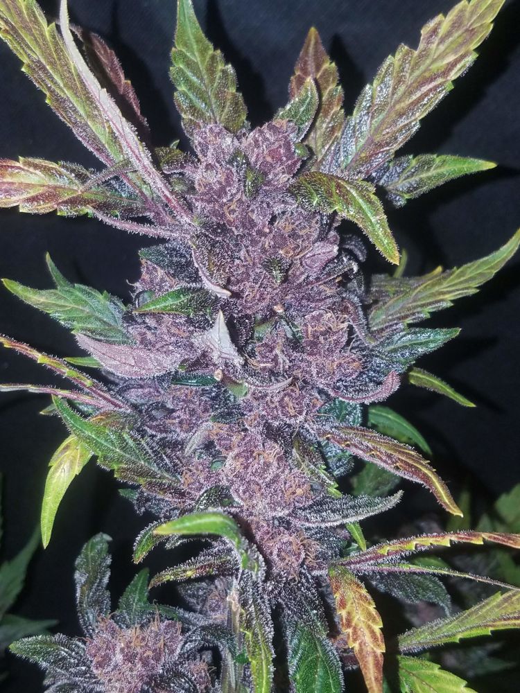 Насіння Auto LSD-25 feminized : 1 авто фем від Fast Buds - купити