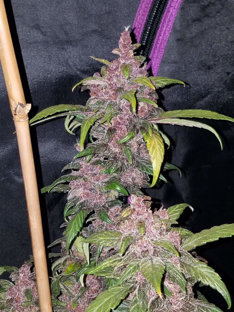 Насіння Auto LSD-25 feminized : 1 авто фем від Fast Buds - купити