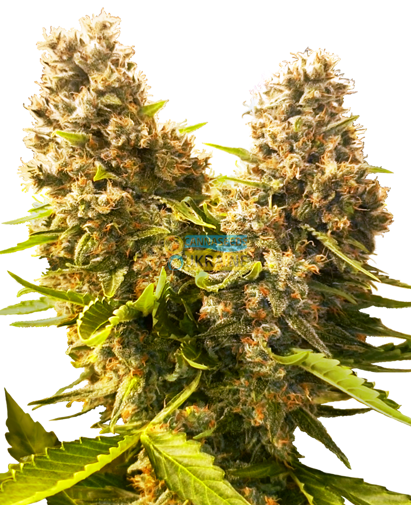 Купить семена конопли Auto Banana Kush Cake feminized, Sensi Seeds research  : 1 авто фем - Сидбанк Sensi Seeds, семена с доставкой