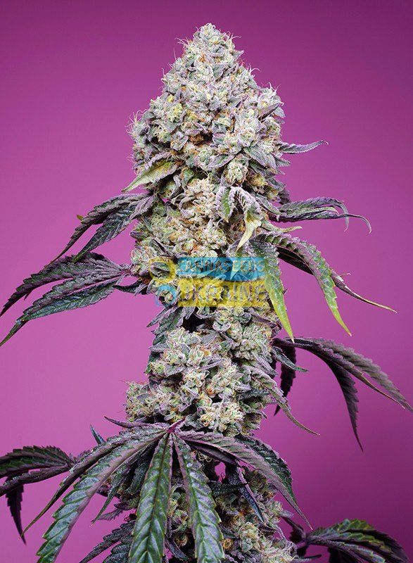 Семена Fast Version F1 Sweet Mandarine Zkittlez SWS105 feminized