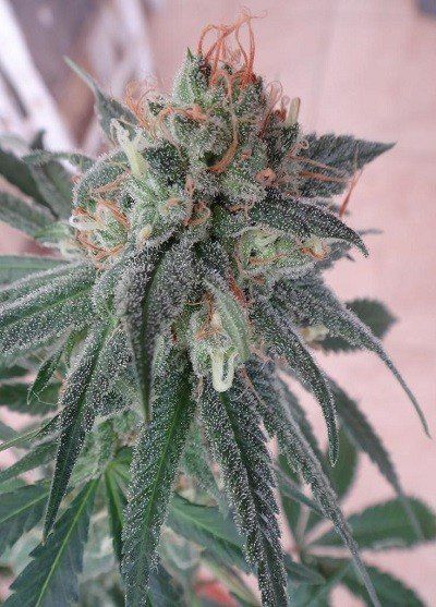 Семена марихуана китай снять похмелье марихуаной