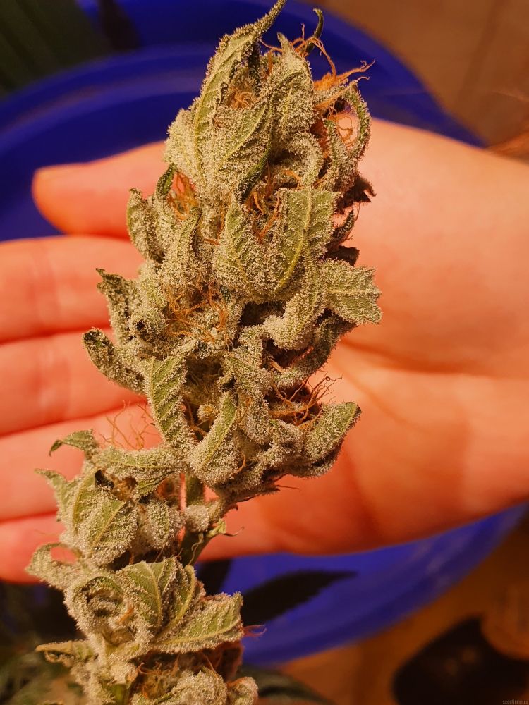 Семена конопляные f1 купить лечение от курения марихуаны