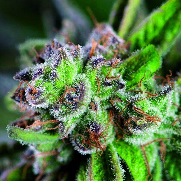 Семена Watermelon Zkittlez Feminized, Pyramid Seeds : 4 фем