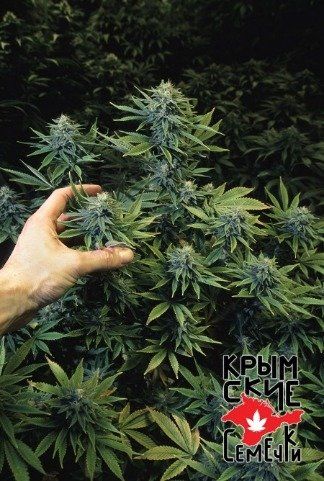 Крымская конопля фото почему хочется есть от марихуаны