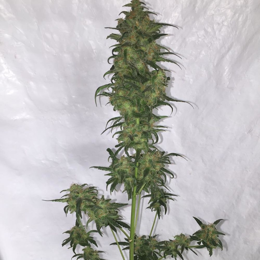 Купить семена конопли Auto Green Crack feminized : 1 авто фем - Сидбанк  Fast Buds, семена с доставкой