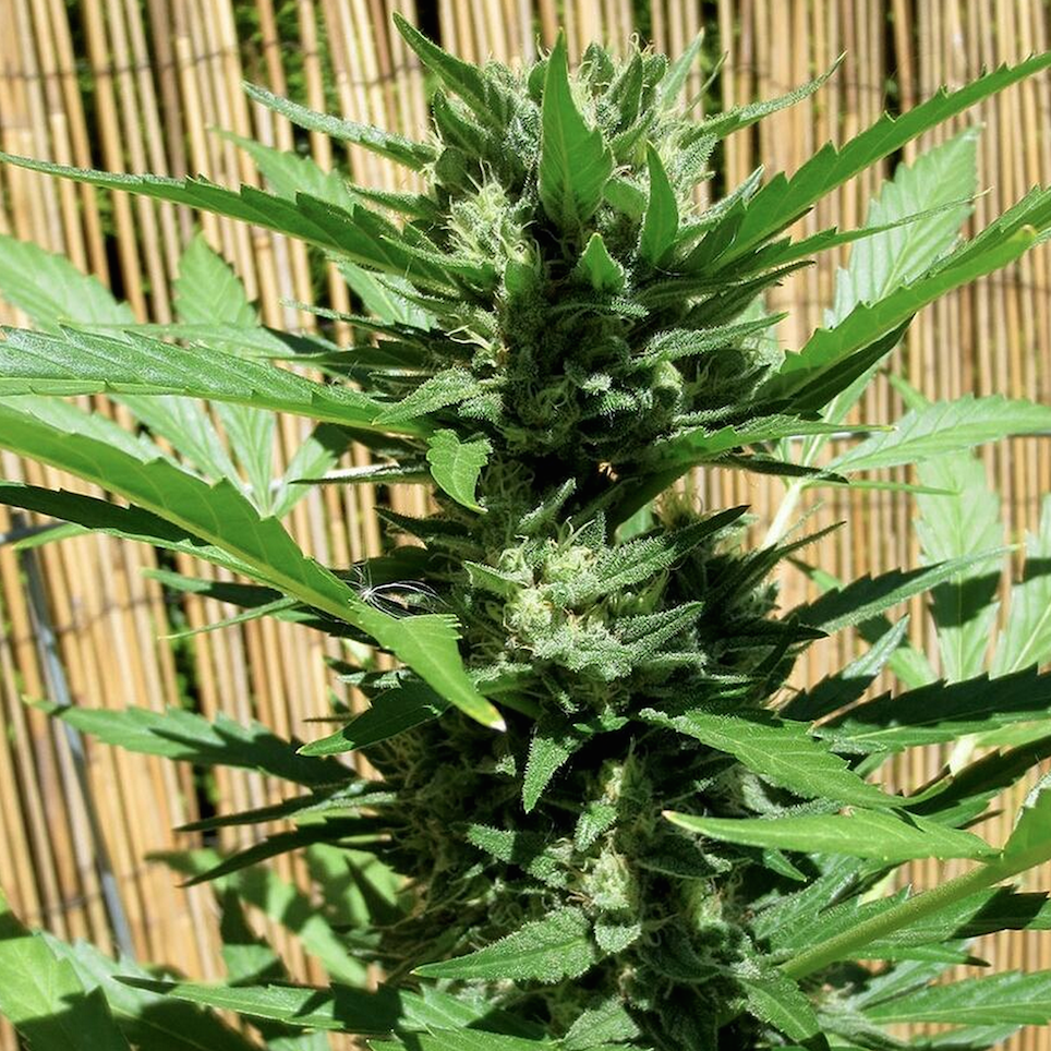 Купить семена конопли Auto Green Crack feminized : 1 авто фем - Сидбанк  Fast Buds, семена с доставкой