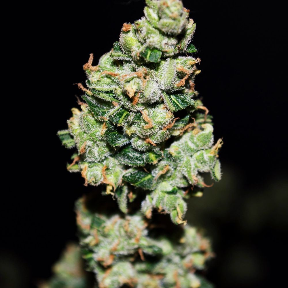 Купить семена конопли Auto Green Crack feminized : 1 авто фем - Сидбанк  Fast Buds, семена с доставкой