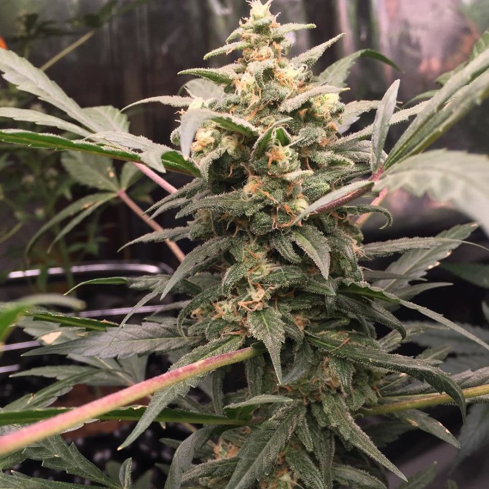 Купить семена конопли Auto Green Crack feminized : 1 авто фем - Сидбанк  Fast Buds, семена с доставкой