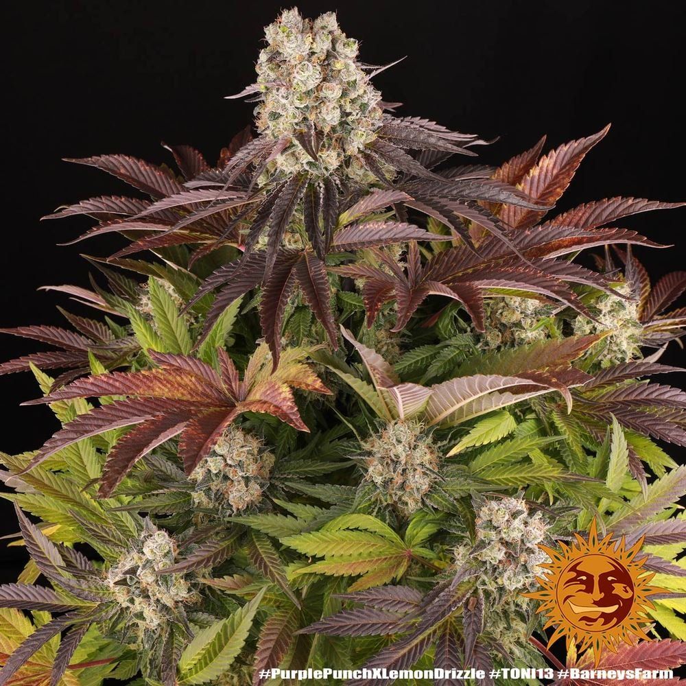 Семена Purple Punch x Lemon Drizzle Feminised, Barney's Farm : 1