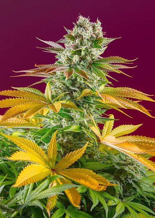 Семена Fast Version F1 Gorilla Girl SWS86 feminized, Sweet Seeds