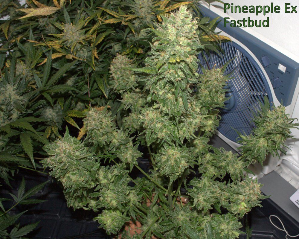 Купить семена конопли Auto Pineapple Express feminized : 1 авто фем -  Сидбанк Fast Buds, семена с доставкой