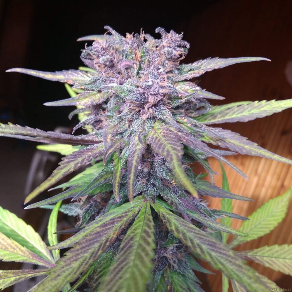 Купить семена конопли Auto Red Strawberry Banana SWS90 feminized, Sweet  Seeds : 4 авто фем - Сидбанк Sweet Seeds, семена с доставкой