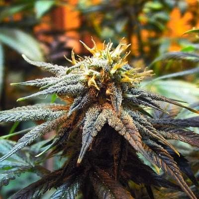 Семена конопли нирвана ук за курение марихуаны