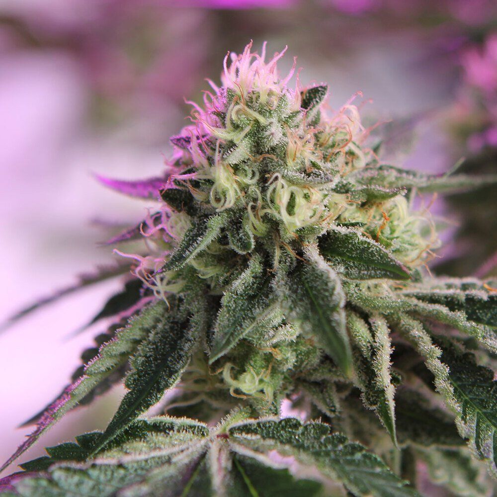 Семена RS11 x Banana OG Feminised, Barney's Farm : 1 фем от