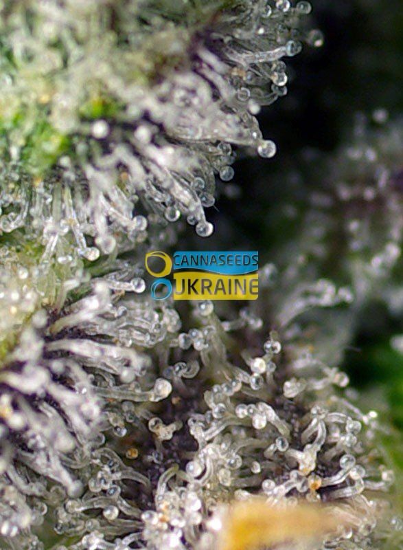 Купить семена конопли Auto Green Poison XL SWS71 feminized, Sweet Seeds 4 авто фем Сидбанк