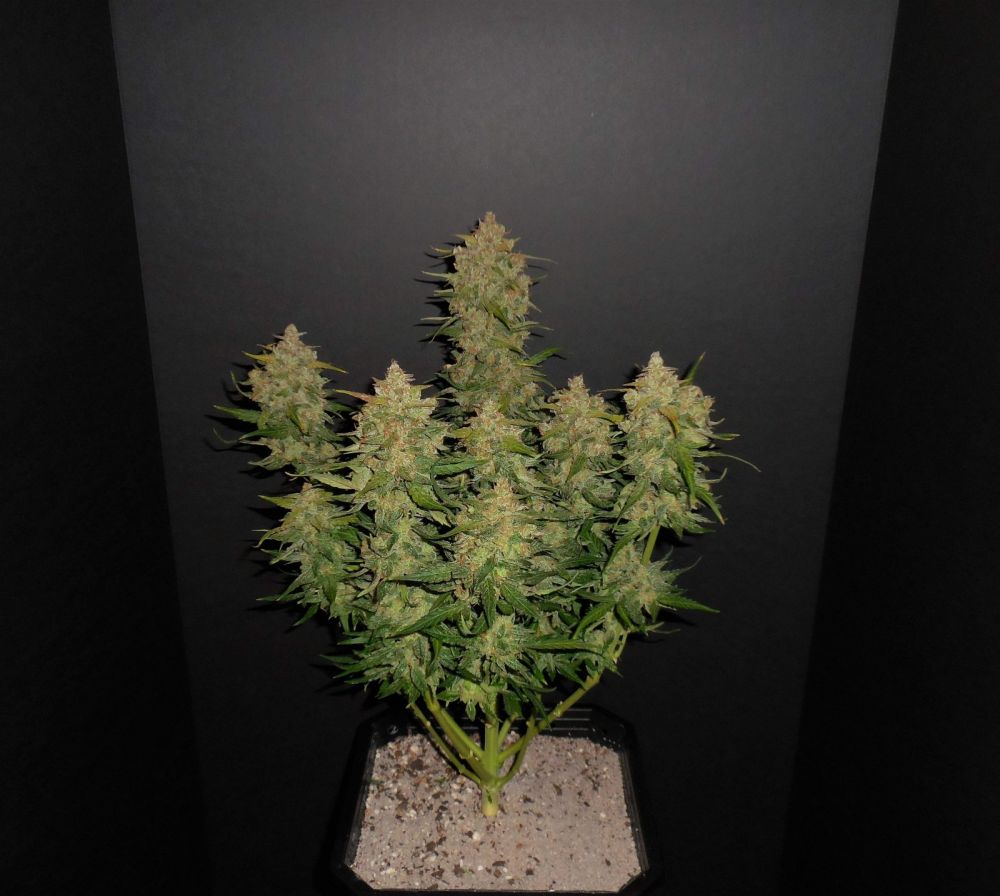 Купить семена конопли Auto Lemon AK feminized, Fast Buds : 1 авто фем -  Сидбанк Fast Buds, семена с доставкой