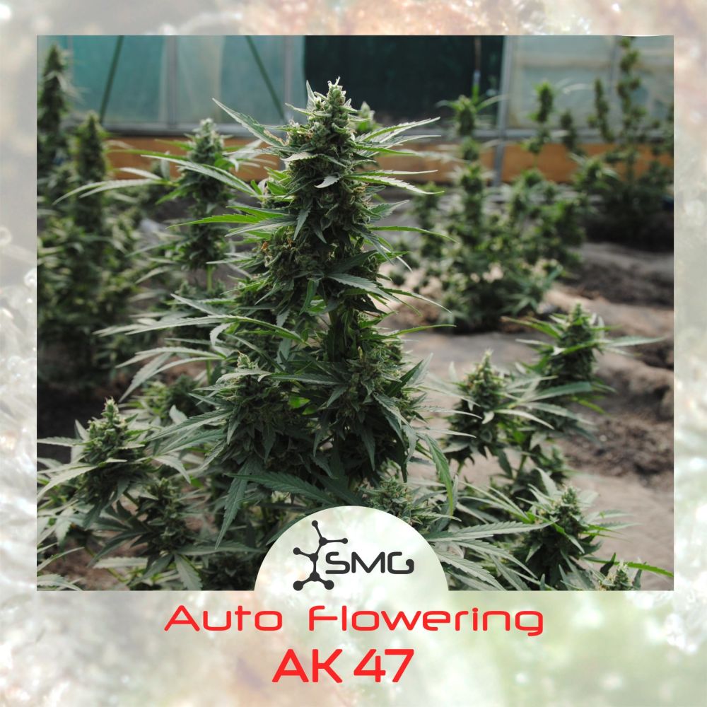 Купить семена конопли Auto AK-47 feminized : 3 авто фем - Сидбанк  SMGenetics, семена с доставкой