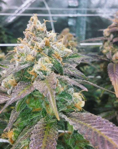 Семена Dream Berry : 4 фем от Female Seeds - купить на cannaseeds.ua