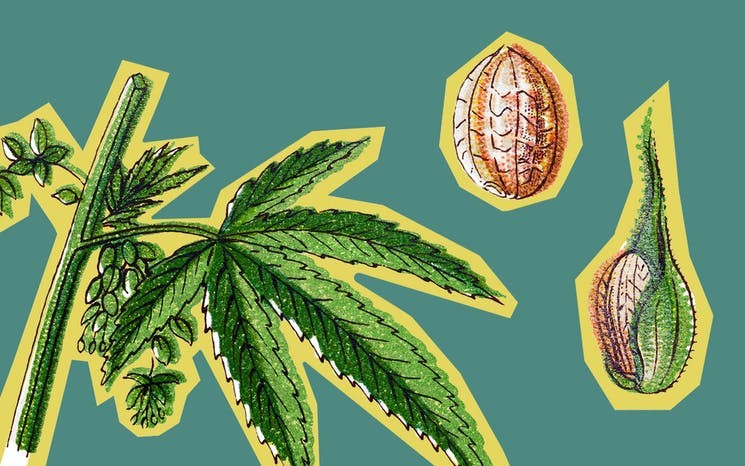 Отделить коноплю от семян в каком штате сша разрешено марихуану