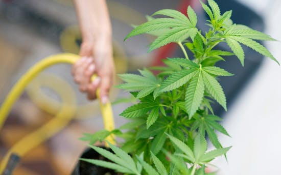 Как поливать ростки марихуаны