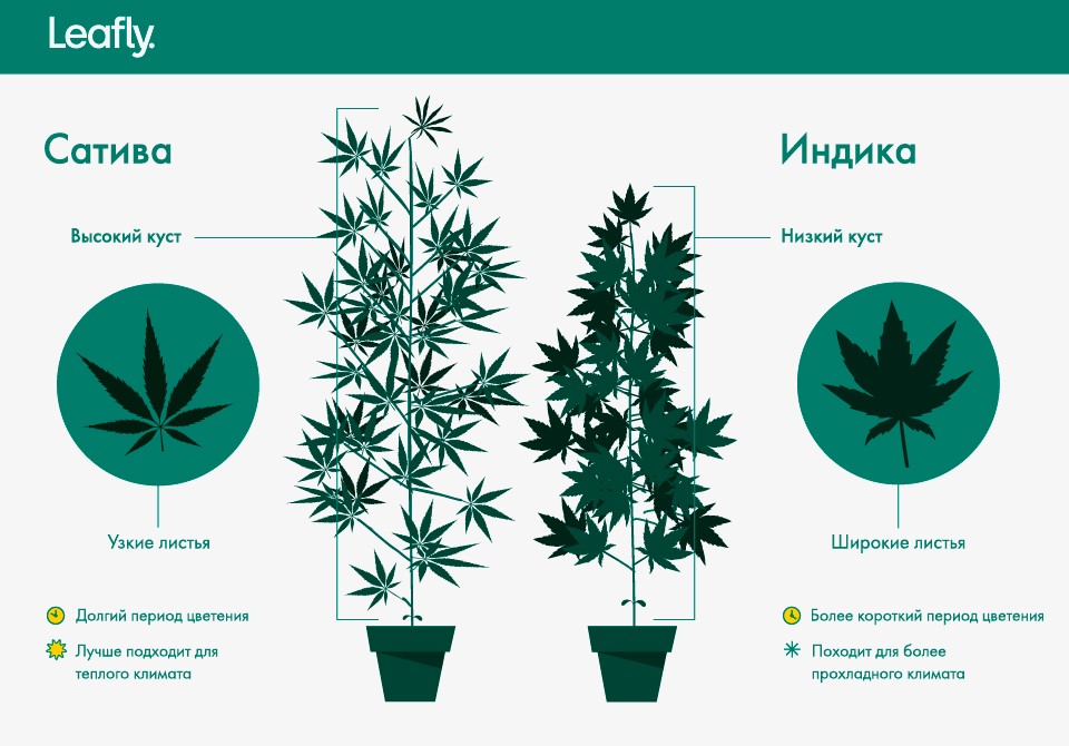 Как определить вид марихуаны tor browser установить русский язык hydraruzxpnew4af