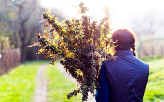 как снимать урожай марихуаны