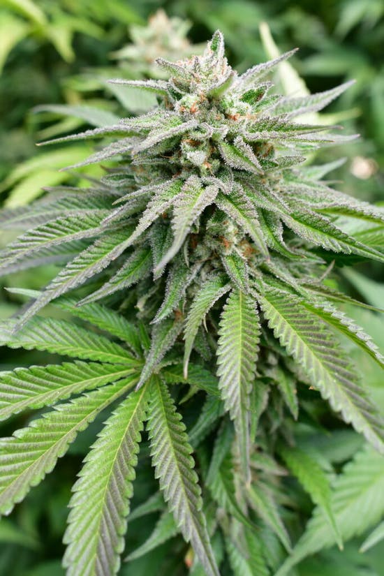 Семена хорошего канабиса чувашия марихуана
