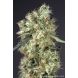 Dutch Haze feminised, Dutch Passion