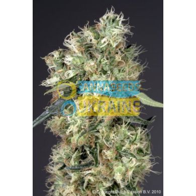 семена конопли сорт Dutch Haze feminised, Dutch Passion