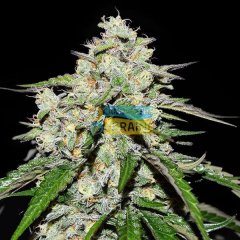 Auto Space Cookies feminized