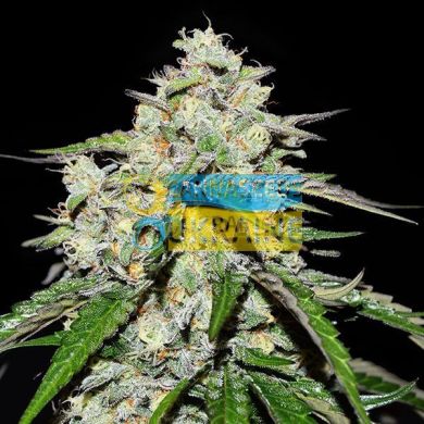 Auto Space Cookies feminized