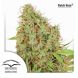 Dutch Haze feminised, Dutch Passion