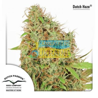 семена конопли сорт Dutch Haze feminised, Dutch Passion