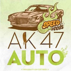 семена конопли сорт Auto AK 47 feminized, Speed Seeds