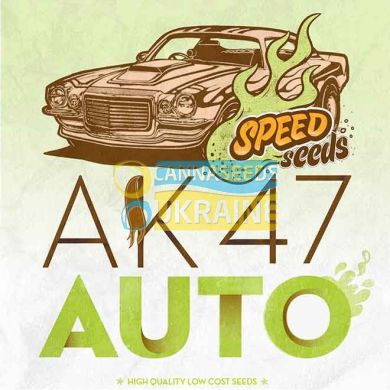 Auto AK 47 feminized, Speed Seeds