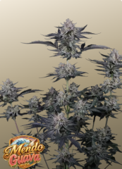 Auto Mendo Guava feminized, Fast Buds