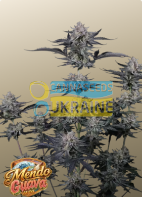 Auto Mendo Guava feminized, Fast Buds