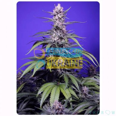 Auto Permanent Marker XL SWS120 feminized, Sweet seeds