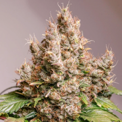 Auto Red Tropicana Cookies feminised, Dutch Passion