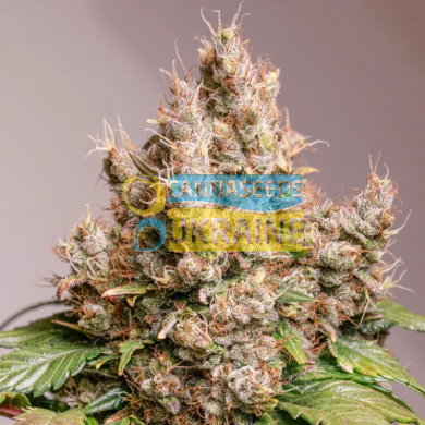 Auto Red Tropicana Cookies feminised, Dutch Passion