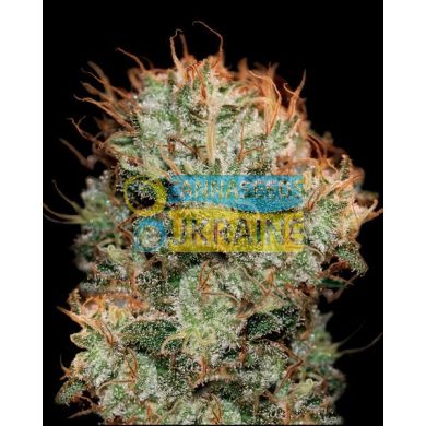 семена конопли сорт Kaia Kush Feminised